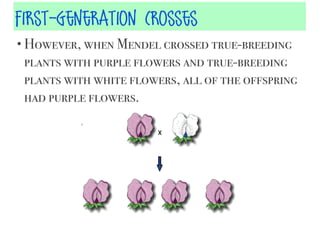 First-Generation Crosses
• However, when Mendel crossed true-breeding

plants with purple flowers and true-breeding
plants with white flowers, all of the offspring
had purple flowers.

 