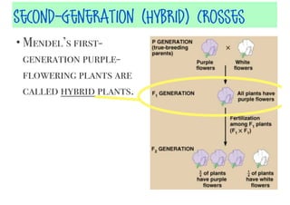 Second-Generation (HyBrid) Crosses
• Mendel’s first-

generation purpleflowering plants are
called hybrid plants.

 