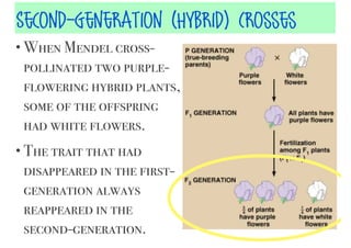 Second-Generation (HyBrid) Crosses
• When Mendel cross-

pollinated two purpleflowering hybrid plants,
some of the offspring
had white flowers.
• The trait that had

disappeared in the firstgeneration always
reappeared in the
second-generation.

 