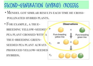 Second-Generation (HyBrid) Crosses
• Mendel got similar results each time he cross-

pollinated hybrid plants.
• For example, a truebreeding yellow-seeded
pea plant crossed with a
true-breeding greenseeded pea plant always
produced yellow-seeded
hybrids.

 