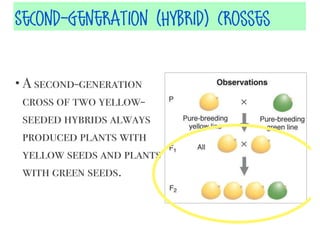 Second-Generation (HyBrid) Crosses
• A second-generation

cross of two yellowseeded hybrids always
produced plants with
yellow seeds and plants
with green seeds.

 