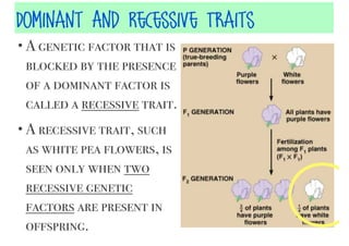 Dominant And Recessive Traits
• A genetic factor that is

blocked by the presence
of a dominant factor is
called a recessive trait.
• A recessive trait, such

as white pea flowers, is
seen only when two
recessive genetic
factors are present in
offspring.

 