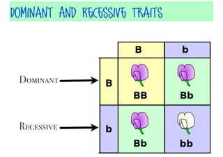 Dominant And Recessive Traits

Dominant

Recessive

 