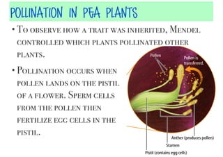 Pollination in Pea Plants
• To observe how a trait was inherited, Mendel

controlled which plants pollinated other
plants.
• Pollination occurs when

pollen lands on the pistil
of a flower. Sperm cells
from the pollen then
fertilize egg cells in the
pistil.

 