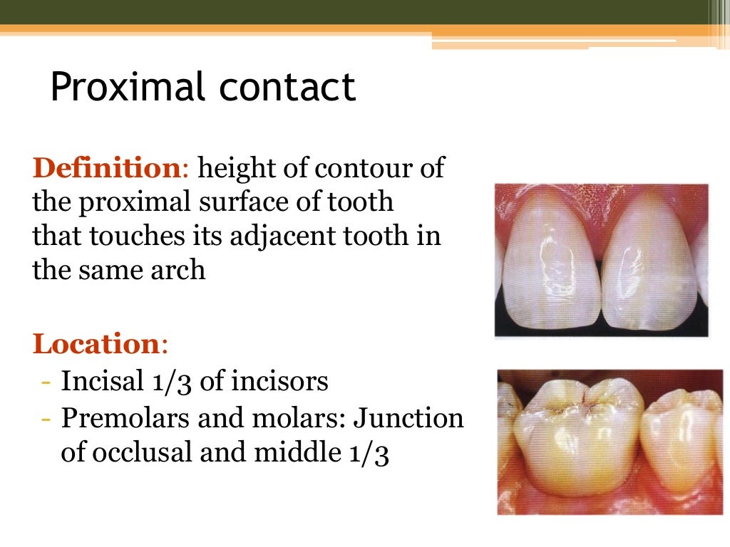 tooth form and occlusion