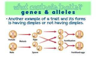 Control Trait Examples Understanding Inheritance | PDF