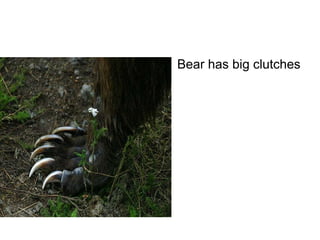 

Bear has big clutches

 