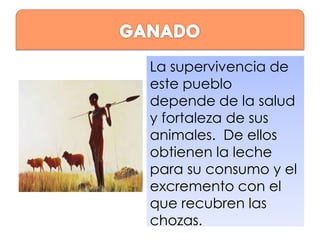 La supervivencia de
este pueblo
depende de la salud
y fortaleza de sus
animales. De ellos
obtienen la leche
para su consumo y el
excremento con el
que recubren las
chozas.

 