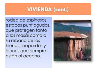 rodea de espinosas
estacas puntiagudas,
que protegen tanto
a los masái como a
su rebaño de las
hienas, leopardos y
leones que siempre
están al acecho.

 