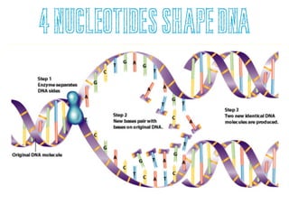 DNA and Genetics | PDF