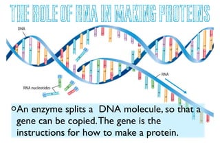 The Role of RNA in making proteins

An enzyme splits a DNA molecule, so that a
gene can be copied. The gene is the
instructions for how to make a protein.

 