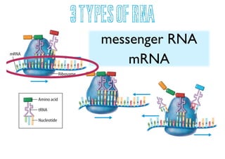 3 Types of RNA
messenger RNA
mRNA

 