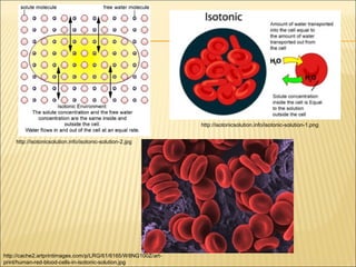 http://isotonicsolution.info/isotonic-solution-1.png
http://isotonicsolution.info/isotonic-solution-2.jpg

http://cache2.artprintimages.com/p/LRG/61/6165/W8NG100Z/artprint/human-red-blood-cells-in-isotonic-solution.jpg

 