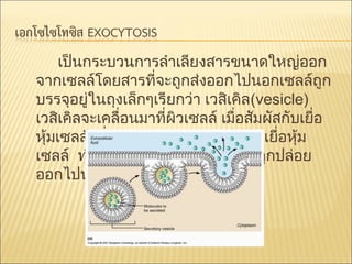 เป็นกระบวนการลำาเลียงสารขนาดใหญ่ออก
จากเซลล์โดยสารที่จะถูกส่งออกไปนอกเซลล์ถูก
บรรจุอยู่ในถุงเล็กๆเรียกว่า เวสิเคิล(vesicle)
เวสิเคิลจะเคลื่อนมาที่ผิวเซลล์ เมื่อสัมผัสกับเยื่อ
หุ้มเซลล์ เยื่อของเวสิเคิลจะรวมตัวกับเยื่อหุ้ม
เซลล์ ทำาให้สารที่อยู่ภายในเวสิเคิลถูกปล่อย
ออกไปนอกเซลล์

 