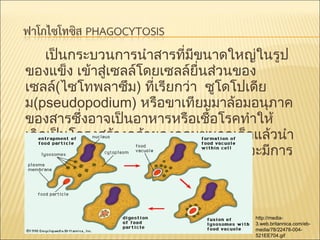 เป็นกระบวนการนำาสารที่มีขนาดใหญ่ในรูป
ของแข็ง เข้าสู่เซลล์โดยเซลล์ยื่นส่วนของ
เซลล์(ไซโทพลาซึม) ที่เรียกว่า ซูโดโปเดีย
ม(pseudopodium) หรือขาเทียมมาล้อมอนุภาค
ของสารซึ่งอาจเป็นอาหารหรือเชือโรคทำาให้
้
เกิดเป็นโครงสร้างคล้ายถุงกลมขนาดเล็กแล้วนำา
เข้าสู่เซลล์ กลายเป็น food vacuole ซึ่งจะมีการ
ย่อยต่อไป

http://media3.web.britannica.com/ebmedia/78/22478-004521EE704.gif

 