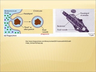 http://www.thaigoodview.com/library/contest2551/science04/45/2/cell/i
mage_transport/phago.jpg

 
