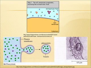 http://www.thaigoodview.com/library/contest2551/scien
ce04/45/2/cell/image_transport/pinocytosis.gif

http://www.thaigoodview.com/library/contest2551/science04/45/2/cell/image_transport/pino.jpg

 