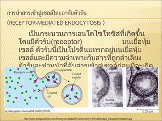 เป็นกระบวนการเอนโดไซโทซิสที่เกิดขึ้น
โดยมีตัวรับ(receptor)
บนเยื่อหุ้ม
เซลล์ ตัวรับนีเป็นโปรตีนแทรกอยู่บนเยื่อหุ้ม
้
เซลล์และมีความจำาเพาะกับสารที่ถูกลำาเลียง
ตัวรับจะทำาหน้าที่จับสารเข้าสู่เซลล์ก่อนที่จะเกิด
การเว้าของเยื่อหุ้มเซลล์

http://www.thaigoodview.com/library/contest2551/science04/45/2/cell/image_transport/receptor.jpg

 