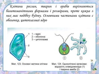 Клітини рослин, тварин і грибів вирізняються
багатоманітними формами і розмірами, проте кожна з
них має подібну будову. Основними частинами клітини є
оболонка, цитоплазмаі ядро
 