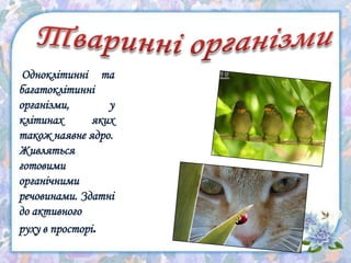 Одноклітинні та
багатоклітинні
організми, у
клітинах яких
також наявне ядро.
Живляться
готовими
органічними
речовинами. Здатні
до активного
руху в просторі.
 