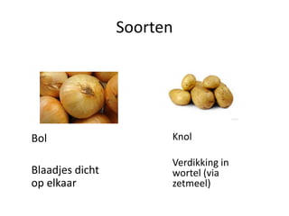 Soorten
Bol
Blaadjes dicht
op elkaar
Knol
Verdikking in
wortel (via
zetmeel)
 