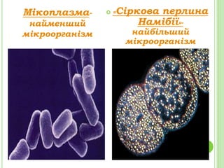 Мікоплазма-
найменший
мікроорганізм
 «Сіркова перлина
Намібії»-
найбільший
мікроорганізм
 