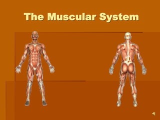 The Muscular System
 