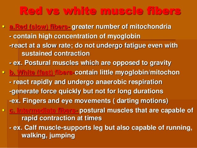 5. muscular physiology