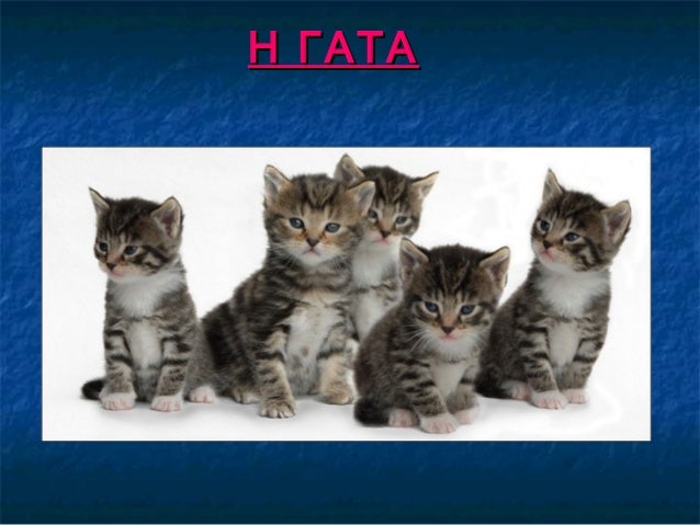 Η ΓΑΤΑΗ ΓΑΤΑ