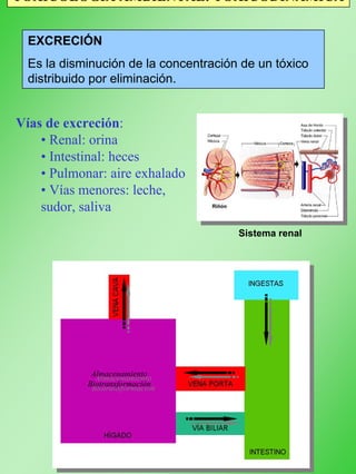 TOXICOLOGÍA AMBIENTAL: TOXICODINÁMICA
EXCRECIÓN
Es la disminución de la concentración de un tóxico
distribuido por eliminación.
Vías de excreción:
• Renal: orina
• Intestinal: heces
• Pulmonar: aire exhalado
• Vías menores: leche,
sudor, saliva
Almacenamiento
Biotransformación
Almacenamiento
Biotransformación
Sistema porta-biliar
Sistema renal
 