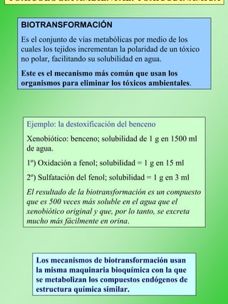 TOXICOLOGÍA AMBIENTAL: TOXICODINÁMICA
BIOTRANSFORMACIÓN
Es el conjunto de vías metabólicas por medio de los
cuales los tejidos incrementan la polaridad de un tóxico
no polar, facilitando su solubilidad en agua.
Este es el mecanismo más común que usan los
organismos para eliminar los tóxicos ambientales.
Ejemplo: la destoxificación del benceno
Xenobiótico: benceno; solubilidad de 1 g en 1500 ml
de agua.
1º) Oxidación a fenol; solubilidad = 1 g en 15 ml
2º) Sulfatación del fenol; solubilidad = 1 g en 3 ml
El resultado de la biotransformación es un compuesto
que es 500 veces más soluble en el agua que el
xenobiótico original y que, por lo tanto, se excreta
mucho más fácilmente en orina.
Los mecanismos de biotransformación usan
la misma maquinaria bioquímica con la que
se metabolizan los compuestos endógenos de
estructura química similar.
 