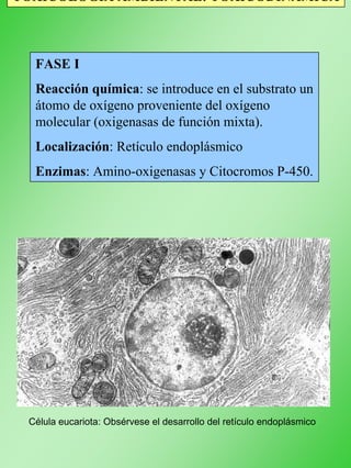 TOXICOLOGÍA AMBIENTAL: TOXICODINÁMICA
FASE I
Reacción química: se introduce en el substrato un
átomo de oxígeno proveniente del oxígeno
molecular (oxigenasas de función mixta).
Localización: Retículo endoplásmico
Enzimas: Amino-oxigenasas y Citocromos P-450.
Célula eucariota: Obsérvese el desarrollo del retículo endoplásmico
 