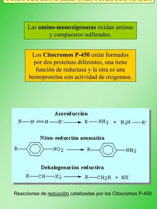 TOXICOLOGÍA AMBIENTAL: TOXICODINÁMICA
Las amino-monoxigenasas oxidan aminas
y compuestos sulfurados.
Los Citocromos P-450 están formados
por dos proteínas diferentes, una tiene
función de reductasa y la otra es una
hemoproteína con actividad de oxigenasa.
Reacciones de reducción catalizadas por los Citocromos P-450
 