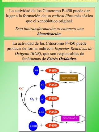 TOXICOLOGÍA AMBIENTAL: TOXICODINÁMICA
La actividad de los Citocromo P-450 puede dar
lugar a la formación de un radical libre más tóxico
que el xenobiótico original.
Esta biotransformación es entonces una
bioactivación.
La actividad de los Citocromo P-450 puede
producir de forma indirecta Especies Reactivas de
Oxígeno (ROS), que son responsables de
fenómenos de Estrés Oxidativo.
Generación de superóxido catalizada por Citocromos P-450
 