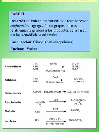 TOXICOLOGÍA AMBIENTAL: TOXICODINÁMICA
FASE II
Reacción química: una variedad de reacciones de
conjugación: agregación de grupos polares
relativamente grandes a los productos de la fase I
o a los xenobióticos originales.
Localización: Citosol (con excepciones).
Enzimas: Varias.
Reacciones de conjugación de Fase II
 