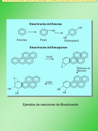 TOXICOLOGÍA AMBIENTAL: TOXICODINÁMICA
Ejemplos de reacciones de Bioactivación
 