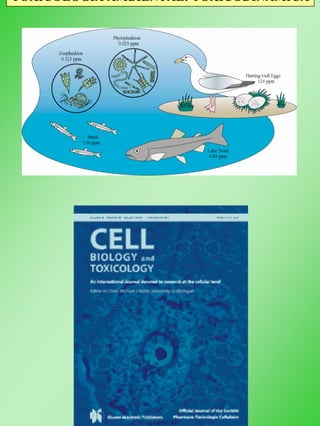TOXICOLOGÍA AMBIENTAL: TOXICODINÁMICA
 