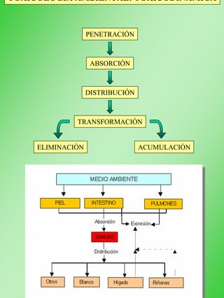 TOXICOLOGÍA AMBIENTAL: TOXICODINÁMICA
PENETRACIÓN
ABSORCIÓN
DISTRIBUCIÓN
TRANSFORMACIÓN
ACUMULACIÓNELIMINACIÓN
 