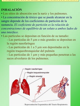 TOXICOLOGÍA AMBIENTAL: TOXICODINÁMICA
INHALACIÓN
• Los sitios de absorción son la nariz y los pulmones.
• La concentración de tóxico que se puede alcanzar en la
sangre depende de los coeficientes de partición de la
sustancia. El coeficiente de partición es la relación de
concentraciones de equilibrio de un soluto a ambos lados de
una interface.
• Las partículas se depositan en función de su tamaño:
- Las partículas de 5 µm o más grandes se depositan en
la región nasofaríngea
- Las partículas de 1 a 5 µm son depositadas en la
región traqueobronquiolar del pulmón
- Las partículas de 1 µm y más pequeñas penetran a las
sacos alveolares de los pulmones.
 