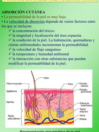 TOXICOLOGÍA AMBIENTAL: TOXICODINÁMICA
Representación esquemática de la piel
ABSORCIÓN CUTÁNEA
• La permeabilidad de la piel es muy baja.
• La velocidad de absorción depende de varios factores entre
los que se incluyen:
la concentración del tóxico.
la magnitud y localización del área expuesta.
la condición de la piel. La hidratación, quemaduras y
ciertas enfermedades incrementan la permeabilidad.
la velocidad de flujo sanguíneo
la temperatura y humedad ambiental
la interacción con otras substancias que puedan
modificar la permeabilidad de la piel.
 