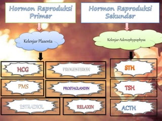 Kelenjar Plasenta Kelenjar Adenophypophysa
 