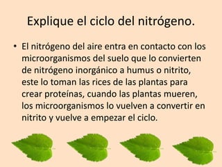 Explique el ciclo del nitrógeno.
• El nitrógeno del aire entra en contacto con los
microorganismos del suelo que lo convierten
de nitrógeno inorgánico a humus o nitrito,
este lo toman las rices de las plantas para
crear proteínas, cuando las plantas mueren,
los microorganismos lo vuelven a convertir en
nitrito y vuelve a empezar el ciclo.
 