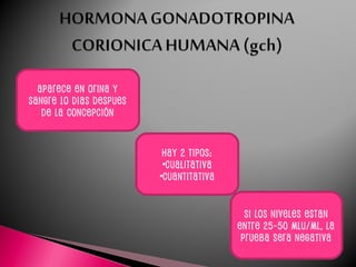 APARECE EN ORINA Y
SANGRE 10 DIAS DESPUES
DE LA CONCEPCIÓN
HAY 2 TIPOS:
•CUALITATIVA
•CUANTITATIVA
SI LOS NIVELES ESTAN
ENTRE 25-50 Mlu/ML, LA
PRUEBA SERA NEGATIVA
 
