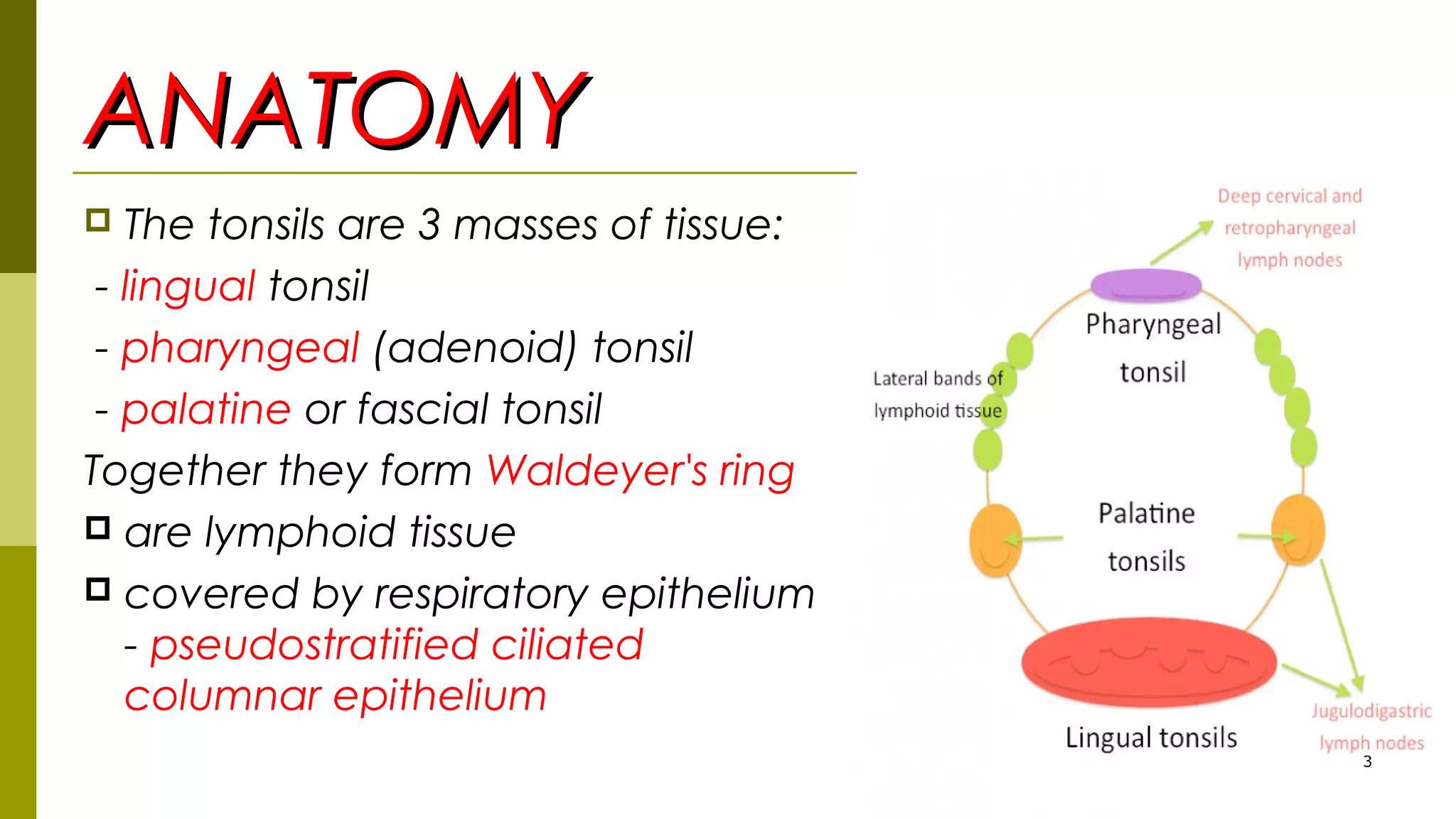ANATOMYANATOMY
 The tonsils are 3 masses of tissue:
- lingual tonsil
- pharyngeal (adenoid) tonsil
- palatine or fascial tonsil
Together they form Waldeyer's ring
 are lymphoid tissue
 covered by respiratory epithelium
- pseudostratified ciliated
columnar epithelium
3
 