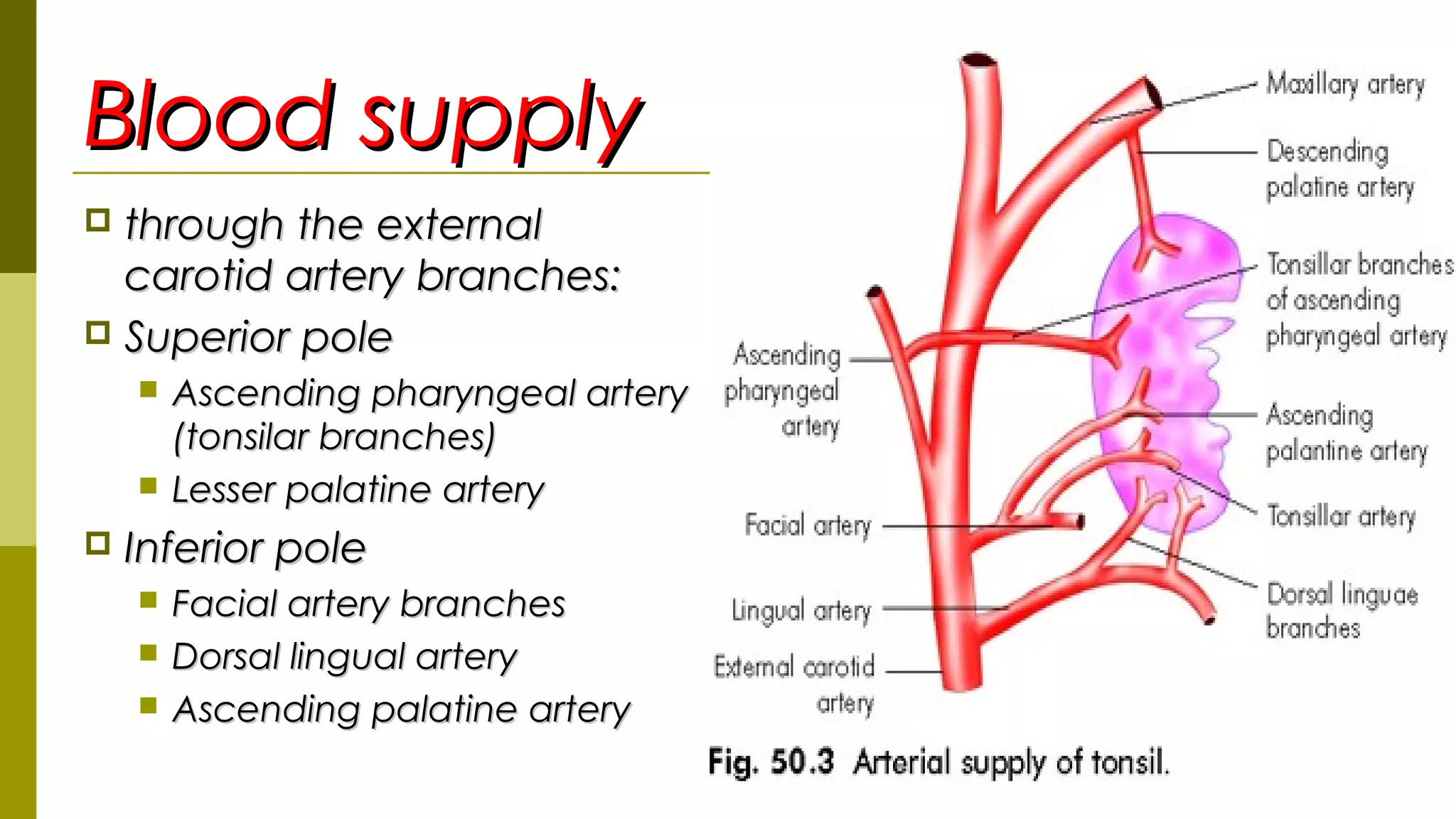 Blood supplyBlood supply
 through the externalthrough the external
carotid artery branches:carotid artery branches:
 Superior poleSuperior pole
 Ascending pharyngeal arteryAscending pharyngeal artery
(tonsilar branches)(tonsilar branches)
 Lesser palatine arteryLesser palatine artery
 Inferior poleInferior pole
 Facial artery branchesFacial artery branches
 Dorsal lingual arteryDorsal lingual artery
 Ascending palatine arteryAscending palatine artery
7
 