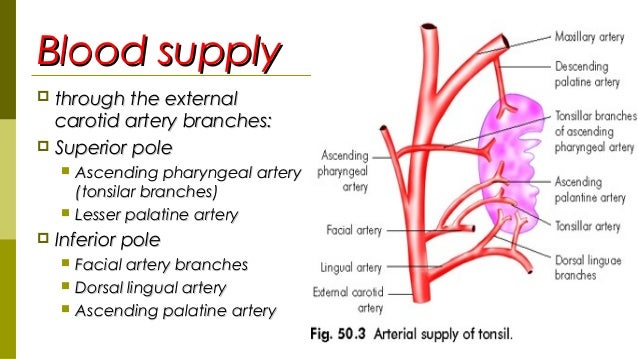 Image result for palatine tonsils blood supply
