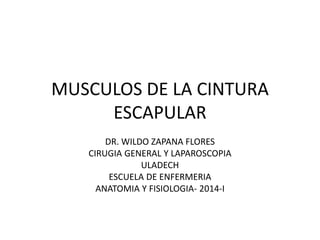 MUSCULOS DE LA CINTURA
ESCAPULAR
DR. WILDO ZAPANA FLORES
CIRUGIA GENERAL Y LAPAROSCOPIA
ULADECH
ESCUELA DE ENFERMERIA
ANATOMIA Y FISIOLOGIA- 2014-I
 