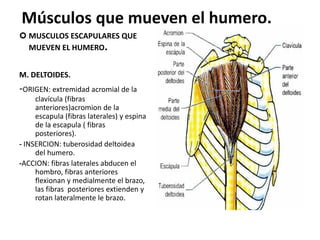 Músculos que mueven el humero.
 MUSCULOS ESCAPULARES QUE
MUEVEN EL HUMERO.
M. DELTOIDES.
-ORIGEN: extremidad acromial de la
clavícula (fibras
anteriores)acromion de la
escapula (fibras laterales) y espina
de la escapula ( fibras
posteriores).
- INSERCION: tuberosidad deltoidea
del humero.
-ACCION: fibras laterales abducen el
hombro, fibras anteriores
flexionan y medialmente el brazo,
las fibras posteriores extienden y
rotan lateralmente le brazo.
 