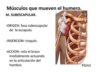 Músculos que mueven el humero.
M. SUBESCAPULAR.
-ORIGEN: fosa subescapular
de la escapula.
-INSERCION: troquín.
-ACCION: rota el brazo
medialmente actuando
en la articulación del
hombro.
 