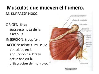 Músculos que mueven el humero.
M. SUPRAESPINOSO.
ORIGEN: fosa
supraespinosa de la
escapula.
INSERCION: troquíter.
ACCION: asiste al musculo
deltoides en la
abducción del brazo
actuando en la
articulación del hombro.
 